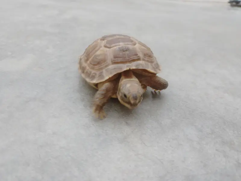 Russian Tortoise Pair — photo 5