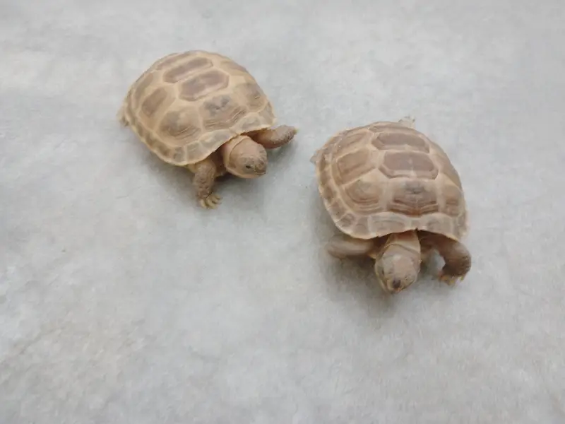 Russian Tortoise Pair — photo 6