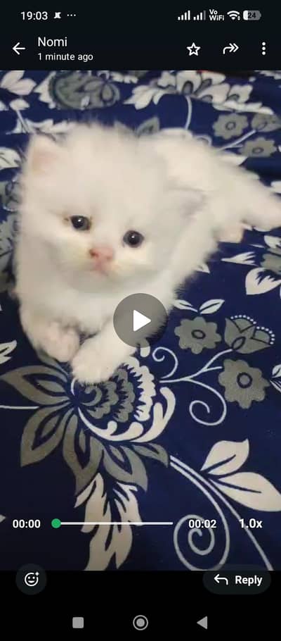 Persian triple coated kitten snow white and golden/urgently sale