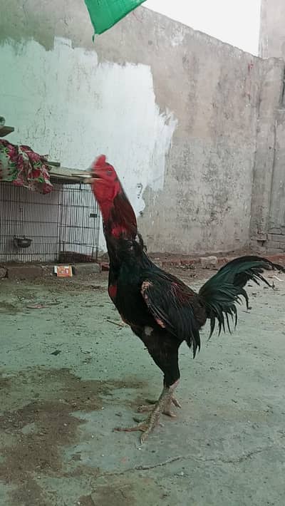 pakkoye male gragon female