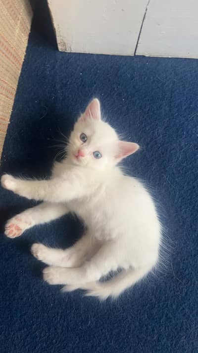persian cat coloured eyes