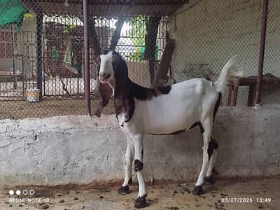 Two female goats are available for sale.