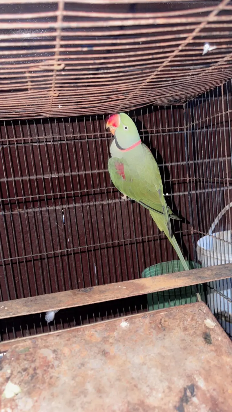 Green parrot
