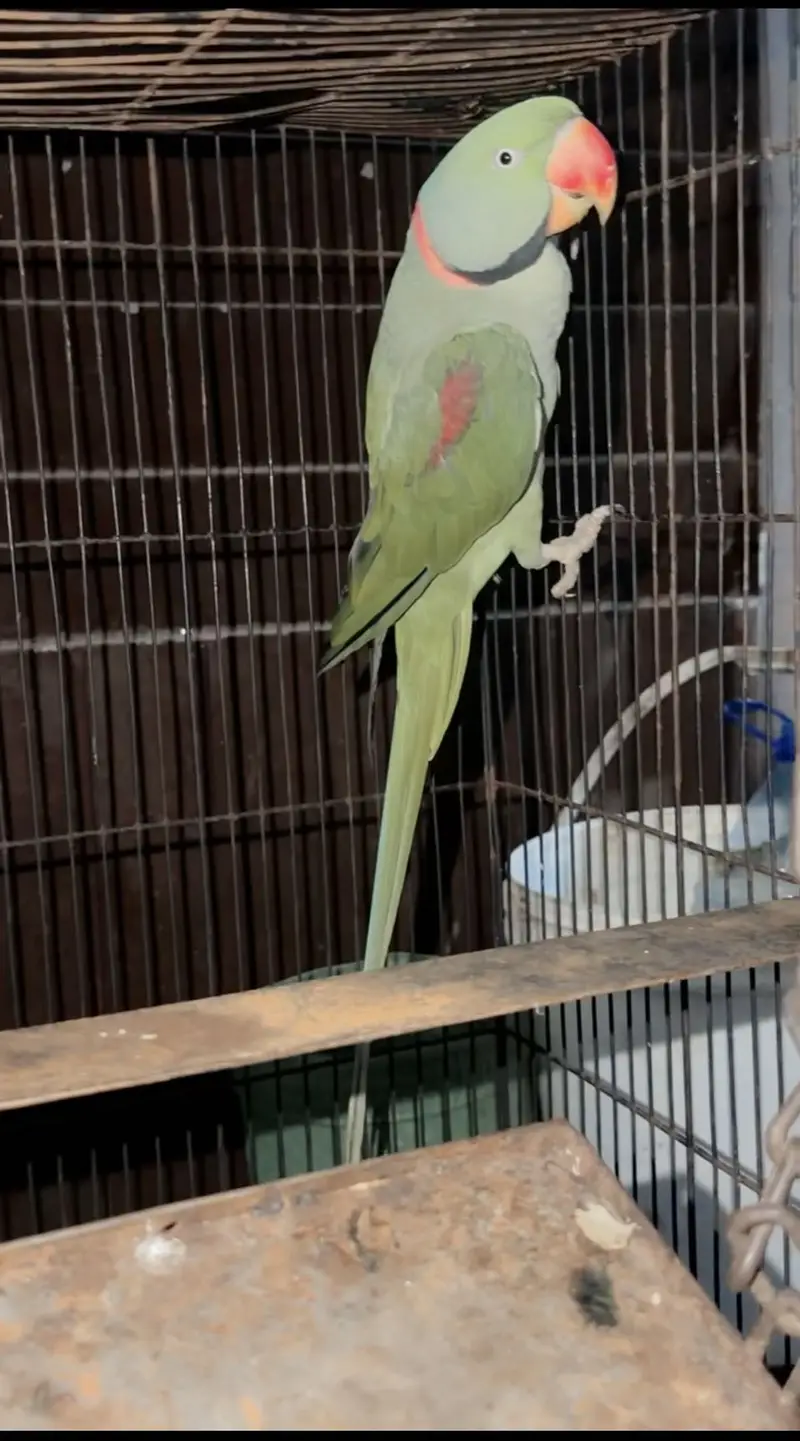 Green parrot — photo 2