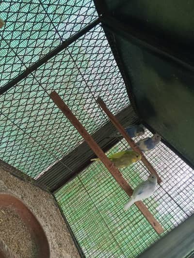 budgies