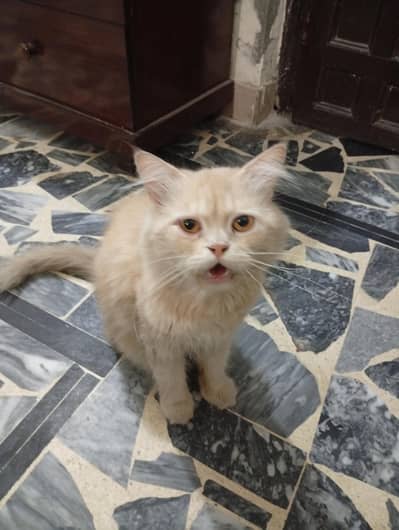Cat for Sale
