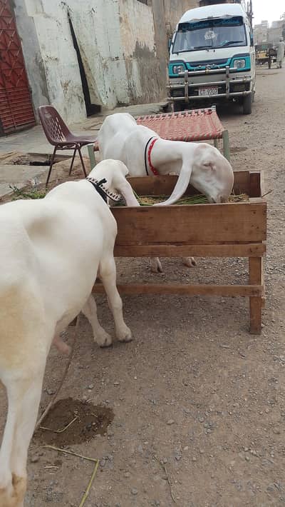 DUMBI OR BACCA  A+QUALITY DUMBI 2.5 MONTH KI GABAN LOCATION KARACHI