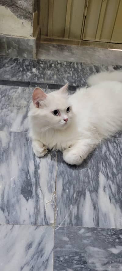 female cat For sale
