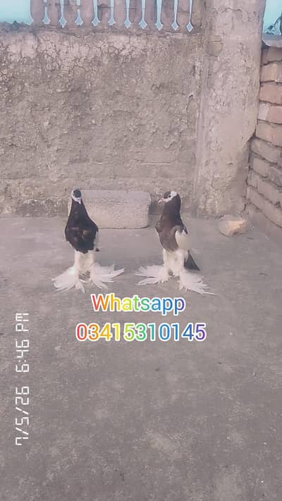 achi quality main pouter chiks ka pair ha