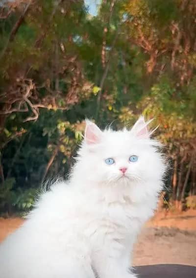 persian cat
