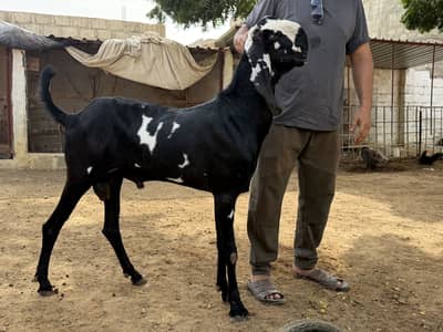 Betal bakra for sale