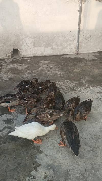 12 ducks available for sale 2 male 10 females
