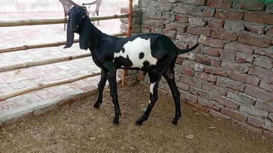 Amritsari beetal bakra for sale.