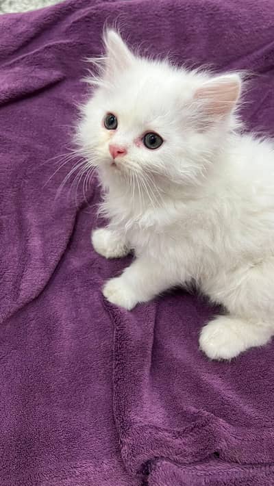 Persian kitten's