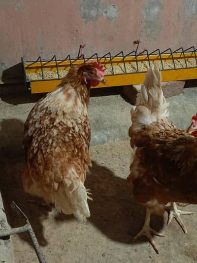 Lohmann Brown Hens