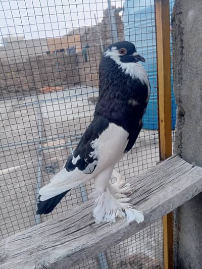 big size Ghubbra breedar male