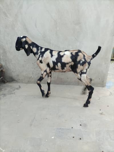 beautiful shera bakri