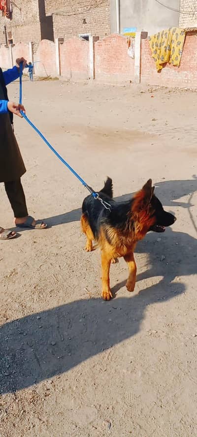 German shepherd dog