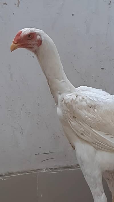 White Shamo Male 5 Month looking for new home