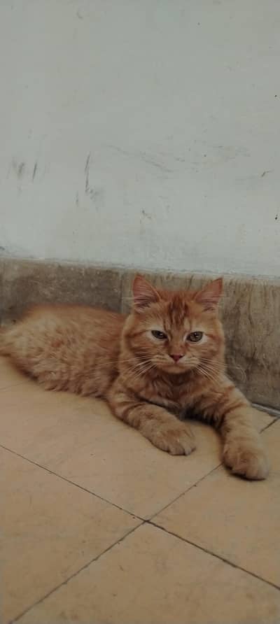 Siberian Persian mix breed