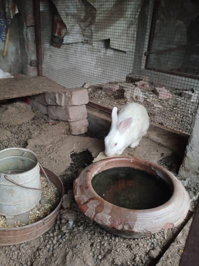 Red Eye Rabbits