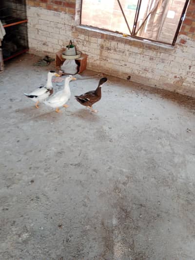 ducks for sale