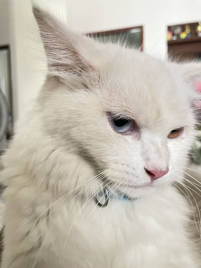 Odd eyes Persian Cat Tripple Coat