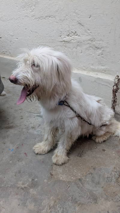 Russian female Dog