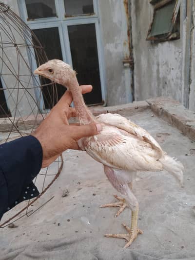 heera aseel chicks available