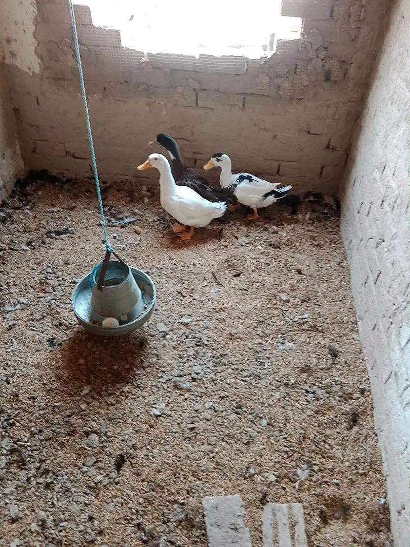 ducks for sale