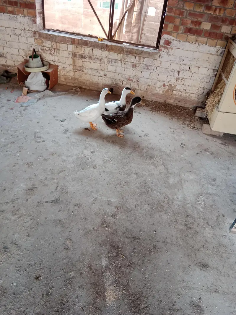ducks for sale — photo 2