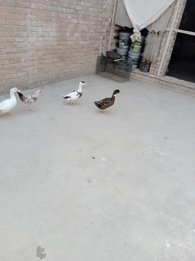 ducks for sale — photo 3