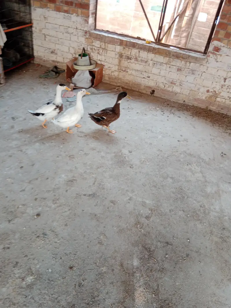 ducks for sale — photo 4