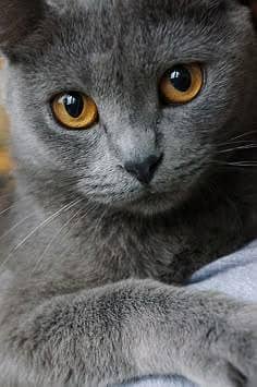 Russian Blue Cat