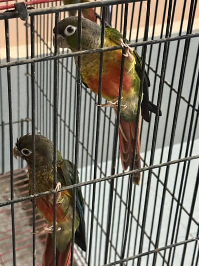 Pineapple conuer or yellow sided conuer breeder pair for sale