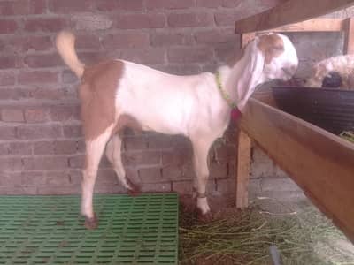 Rajanpuri ablak Male kid