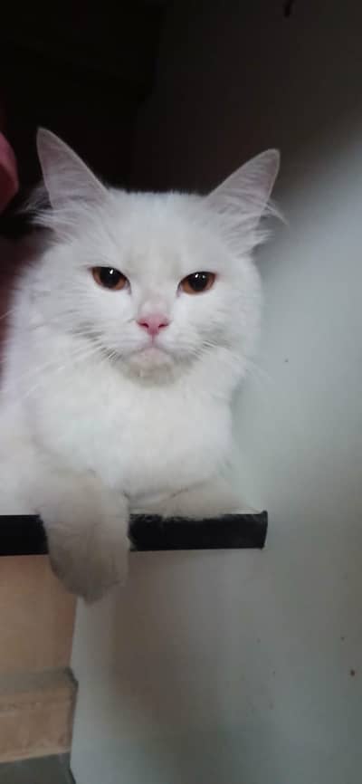 Persion Female cat