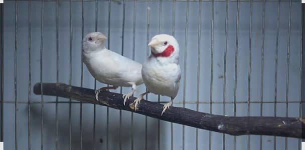 Albino cutthroat red ribbon finch pair
