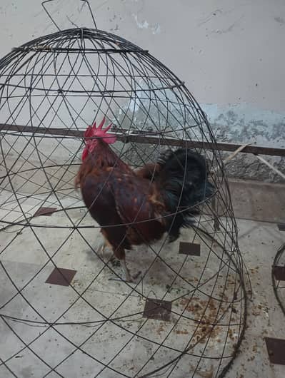 Rhode island red (RiR) l