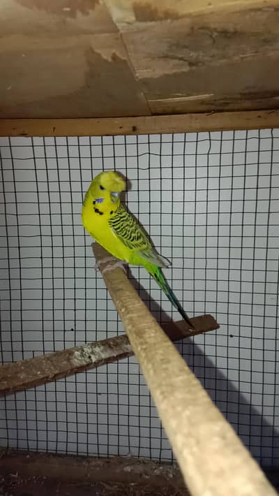 Tcb crusted breeder male available