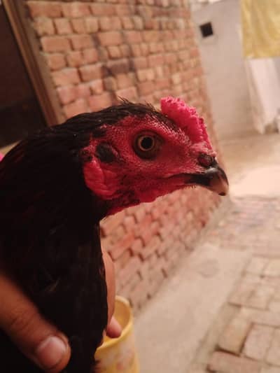pure aseel urgent sale.