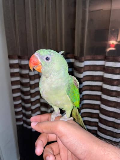 Hand tame Raw parrot for sale