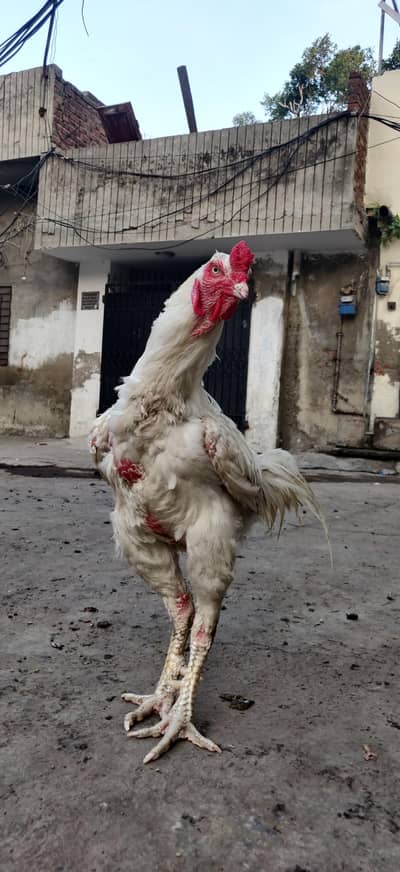 Aseel Heera long height paper white ( breeder )
