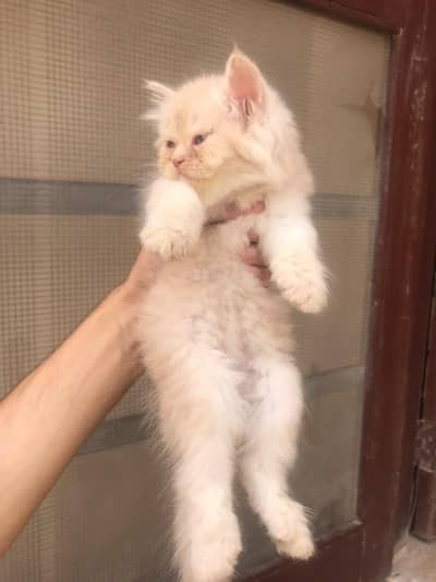 Persian triple coated female kitten for sale fawn color