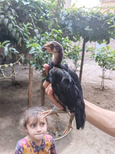 Aseel lassani chicks for sale age 3 months