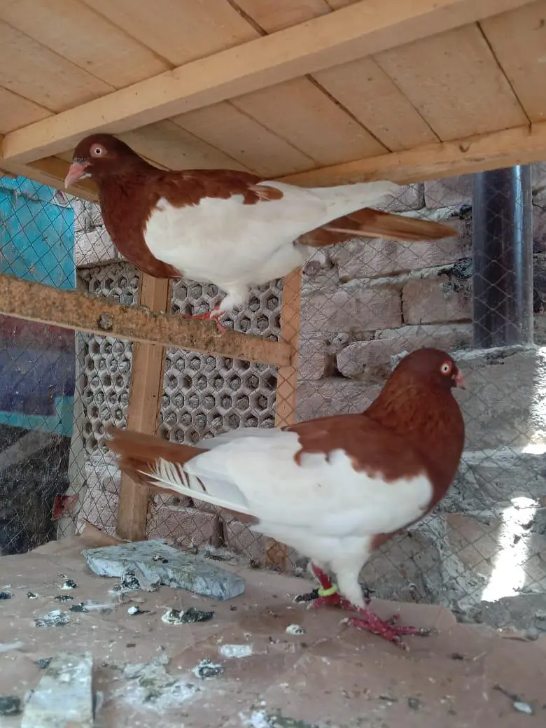 young pair — photo 2