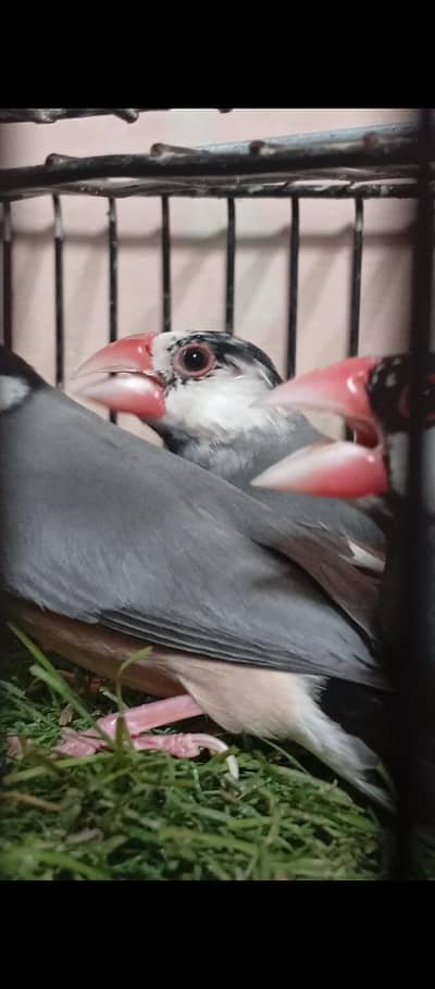java finches breeder pair urjent sale exchange possible