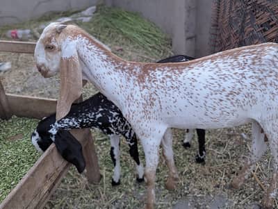 2 bakriya 2 bachy 1 male or 1 female