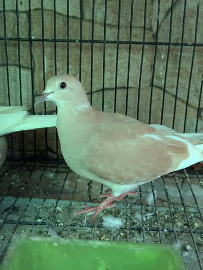 Khumray Fawn 2 Piece