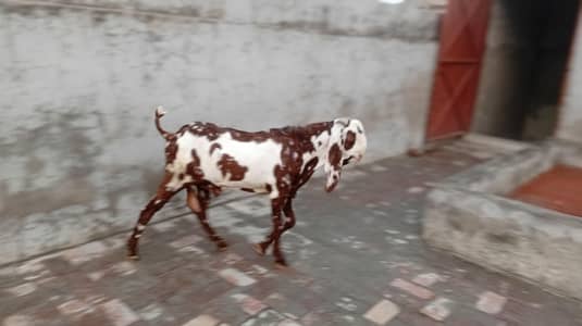 shera dabba bakra for sale.